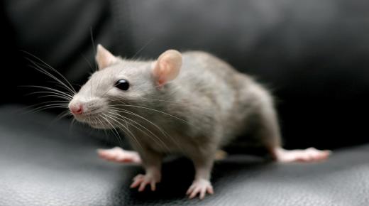 ما تفسير رؤية الفأر الرمادي في المنام لابن سيرين؟