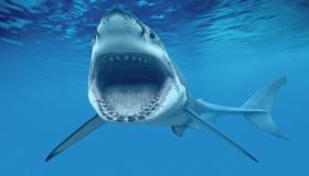 ما تفسير القرش في المنام لابن سيرين والعصيمي؟