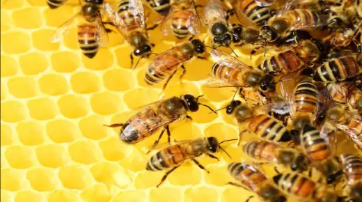 تعرف أكثر على تفسير الحلم بخلية النحل في المنام لابن سيرين