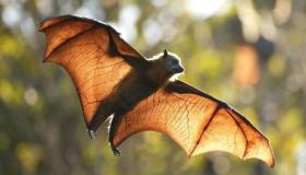 أهم 100 تفسير لرؤية الخفاش في المنام لابن سيرين