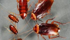 أهم تأويلات العلماء لرؤية الصراصير والنمل في المنام