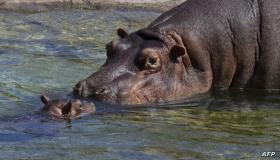 ¿Cuál es la interpretación de ver un hipopótamo en un sueño según Ibn Sirin?