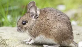 أهم 15 تفسير لحلم قتل الفئران في المنام لابن سيرين