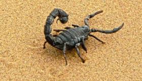 Uzziniet par interpretāciju par skorpiona redzēšanu sapnī precētai sievietei, saskaņā ar Ibn Sirin