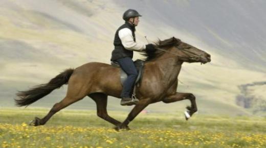 Hvad er fortolkningen af ​​at se ride på en hest i en drøm af Ibn Sirin og Imam Al-Sadiq?