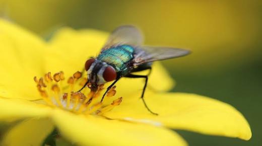 Tolkning av att se flugor besprutade med bekämpningsmedel i en dröm av Ibn Sirin
