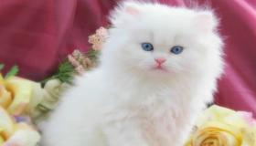 Interpretasi ngimpi babagan kucing putih pet dening Ibnu Sirin