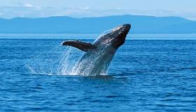 El significat d'Ibn Sirin de veure una balena en un somni
