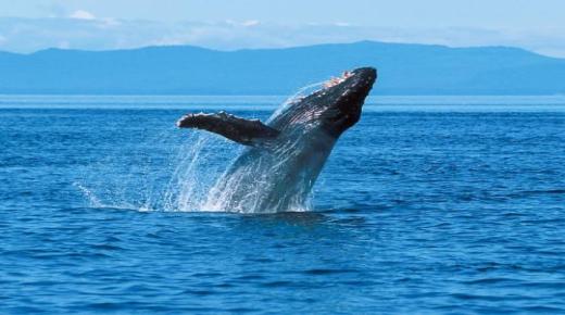 Ibn Sirins betekenis van het zien van een walvis in een droom