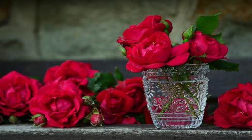 Apa tafsir mimpi melihat bunga mawar menurut Ibnu Sirin?