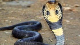Lær om fortolkningen af ​​at se en slange i en drøm af Ibn Sirin