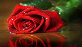 Lær om fortolkningen af ​​drømmen om rosen af ​​Ibn Sirin