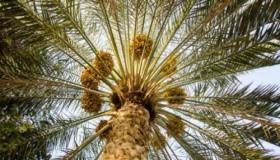 Lär dig om tolkningen av att se en palm i en dröm enligt Imam Al-Sadiq och Ibn Sirin