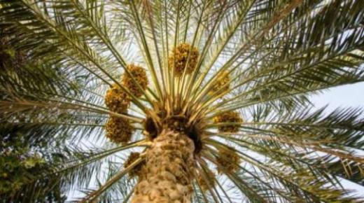Lær om fortolkningen af ​​at se et palmetræ i en drøm ifølge Imam Al-Sadiq og Ibn Sirin