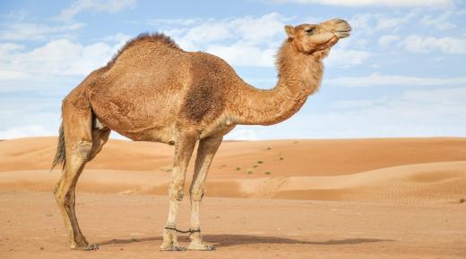 Leer die interpretasie van ontsnapping van 'n kameel in 'n droom deur Ibn Sirin