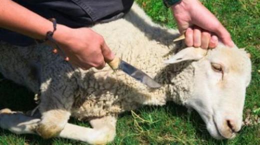 Իմացեք Իբն Սիրինի կողմից երազում ոչխար մորթելու մեկնաբանության մասին