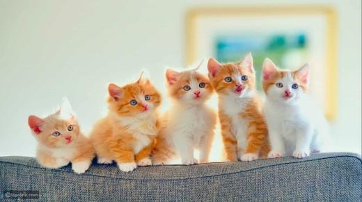 Lär dig mer om tolkningen av att se kattungar födas i en dröm av Ibn Sirin