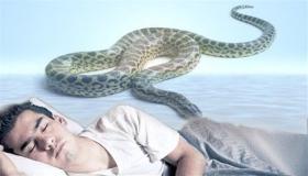 イブン・シーリンによる蛇の幻視の解釈