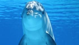 Vad är tolkningen av att se en delfin i en dröm enligt Ibn Sirin?
