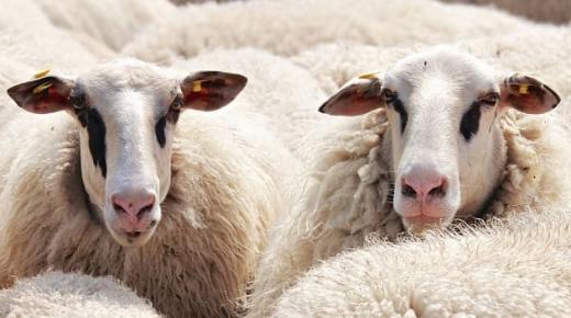 De 20 viktigaste tolkningarna av en dröm om ett får som föder tvillingar av Ibn Sirin