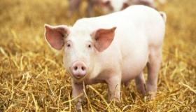 ما هو تفسير رؤية الخنزير في المنام لابن سيرين؟