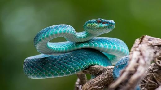 Conozca más sobre la interpretación de ver serpientes comiendo en un sueño por Ibn Sirin