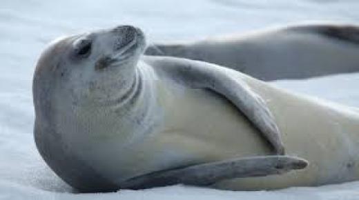 Conozca más sobre la interpretación de un sueño sobre una foca según Ibn Sirin