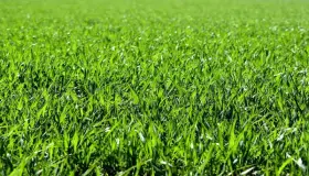 Conozca la interpretación de ver hierba verde en un sueño según Ibn Sirin
