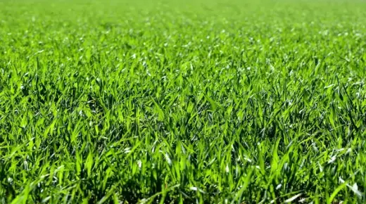 Apreneu sobre la interpretació de veure herba verda en un somni segons Ibn Sirin