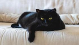 ما هو تفسير حلم القطه السوداء لابن سيرين؟