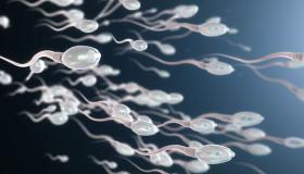 Sapņa par spermas izdalīšanos interpretācija un interpretācija par vīrieša sēklas redzēšanu sapnī šķirtai sievietei