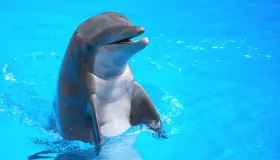 Lær mere om fortolkningen af ​​en drøm om en delfin ifølge Ibn Sirin