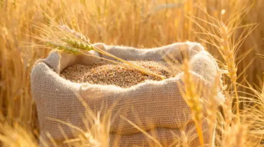 Obteniu més informació sobre la interpretació de veure grans de blat en un somni d'Ibn Sirin