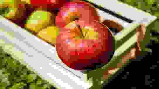 تعرف على تفسير التفاح في المنام لابن سيرين والإمام الصادق وتفسير أكل التفاح في المنام