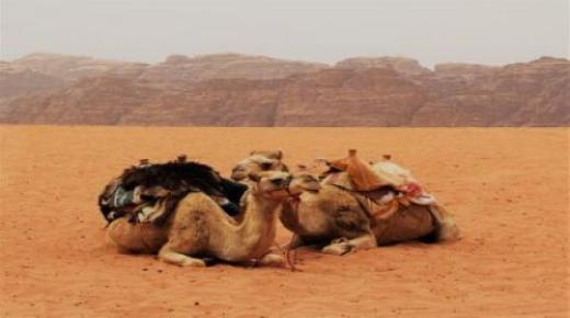 根據伊本西林的說法，夢見駱駝有什麼解釋？