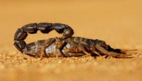 Lær tolkningen av å se skorpioner i en drøm av Ibn Sirin