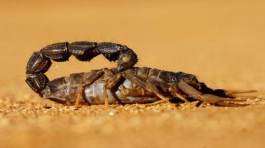 Uzziniet Ibn Sirina interpretāciju par skorpionu redzēšanu sapnī