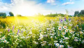 De 100 viktigaste tolkningarna av att se våren i en dröm enligt Ibn Sirin