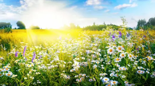أهم 100 تفسير لرؤية الربيع في المنام في المنام لابن سيرين