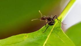 Hvad er fortolkningen af ​​drømmen om sorte myrer for seniorforskere?