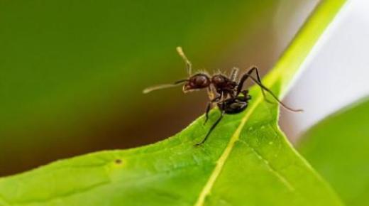 黒アリの夢の解釈は先輩学者にとってどうなのか？