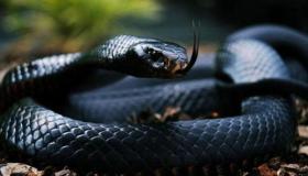 Hva er tolkningen av en drøm om en svart slange ifølge Ibn Sirin?
