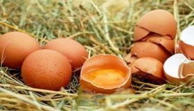 ما هو تفسير رؤية البيض والدجاج في المنام لابن سيرين؟