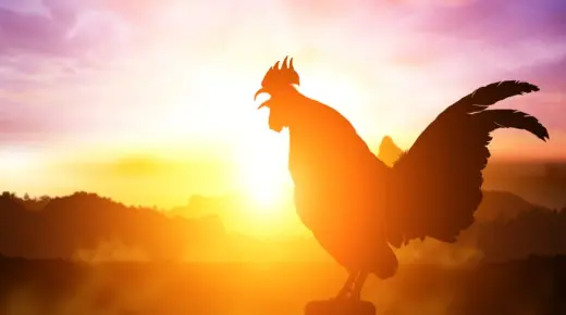 इब्न सिरिन के अनुसार सपने में लाल मुर्गा देखने की क्या व्याख्या है?